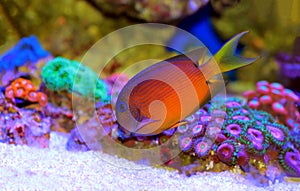 Blue Eye Tang Fish, Twospot Bristletooth - Ctenochaetus binotatus