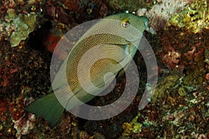 Ctenochaetus truncatus - Andaman Sea