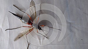 Ctenophora Dictenidia Big scary mosquito on a white background. Pectinicornis Tipulidae An endangered