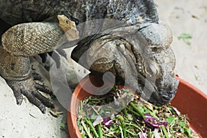 Ctenosaura melanosterna in terrarium