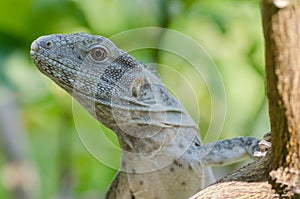 Ctenosaura pectinata