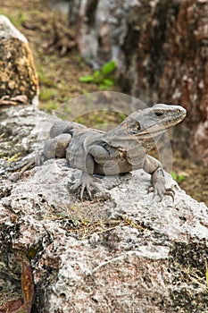 Ctenosaura Similis or Black Iquana