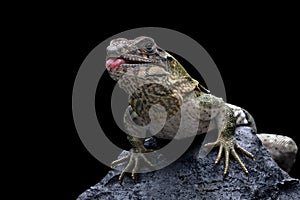 Ctenosaura similis Closeup on stone with isolated background