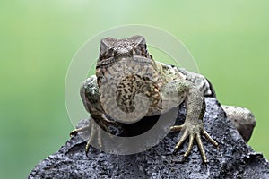 Ctenosaura similis Closeup on stone with isolated background