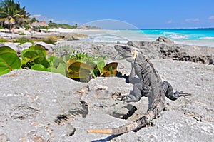 Ctenosaura similis, commonly known as the black spiny tailed iguana, black iguana, or black ctenosaur, is a lizard native to