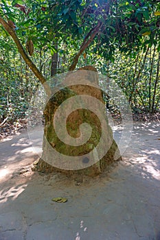 Cu Chi tunnel, historic famous place in Vietnam war