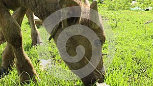 CU of Young Waterbuffalo Chomping Grass in Asia