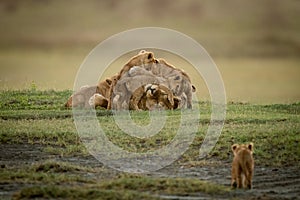 Cub approaches lioness lying covered in cubs