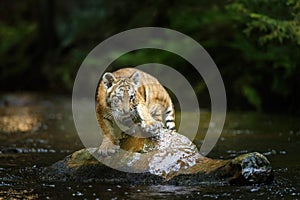 Cub of Bengal tiger is standing on the stone in the river