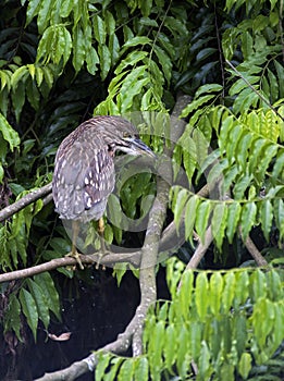 Cub of black-crowned night-heron on branch in the forest photo