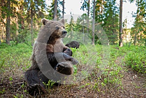 Cub of Brown Bear in the  summer forest. Close up portrait, wide angle.  Natural habitat. Scientific name: Ursus arctos