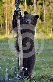 The Cub of Brown Bear Ursus Archos standing on hinder legs