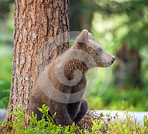 Cub of Brown bear (Ursus Arctos Arctos)