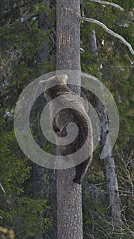 Cub of Brown Bear (Ursus arctos) on a pine tree