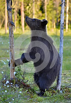 The Cub of Brown Bear Ursus Arctos standing on hinder legs photo