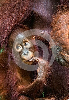 Cub of Central Bornean orangutan