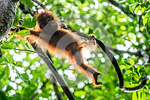 Cub of Central Bornean orangutan ( Pongo pygmaeus wurmbii ) swinging on the tree in natural habitat. photo