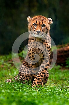 Cub of Cheetah. Cheetah, Acinonyx jubatus, detail portrait of wild cat, Fastest mammal on land, in grass, Namibia, Africa. Cute yo