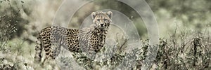 Cub cheetah in Serengeti National Park