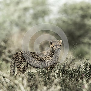 Cub cheetah in Serengeti National Park