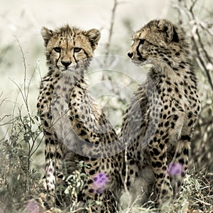Cub cheetahs in Serengeti
