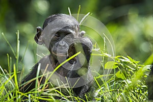 Cub of chimpanzee Bonobo. Green natural background. Close up portrait. The Bonobo ( Pan paniscus) photo