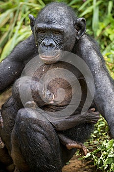 The cub of chimpanzee Bonobo ( Pan paniscus) on a breast of the nursing Mother. Portrait close up.