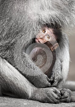 Cub cynomolgus macaques with his mother photo