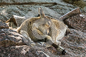 A cub of the East Caucasian tur Daghestan tur lying on the rock.