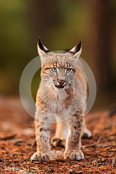 Cub Eurasian lynx Lynx lynx portrait close up