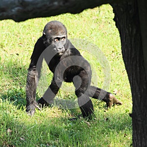 Cub of gorilla photo
