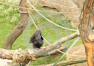 Cub of gorilla sitting on trunk