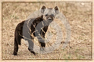 The cub of a hyena