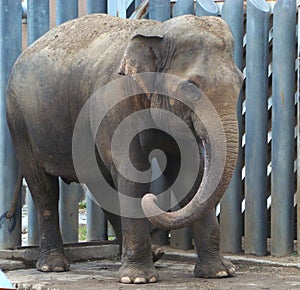 Cub of the Indian elephant (Elephas maximus)