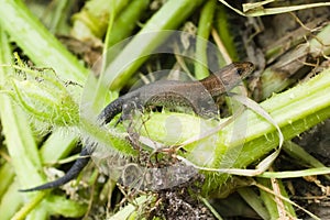 Cub of lizard viviparous in the compost heap