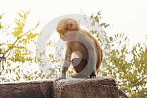 Cub of a monkey outdoors on the beach in Thailand.