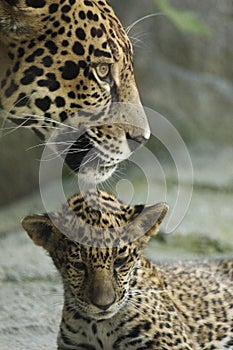 Cub and mother