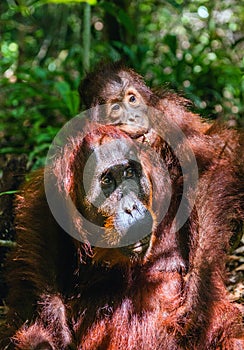 Cub of orangutan on mother`s back in green rainforest.