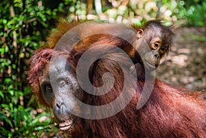 Cub of orangutan on mother`s back in green rainforest.