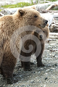 Cub peek a' boo