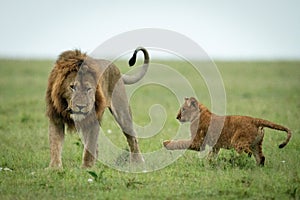 Cub plays with male lion on grass