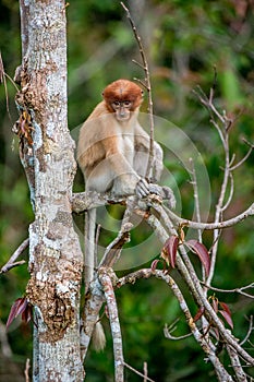 Cub of proboscis monkey
