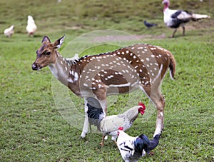 Cub of a Reindeer fawn and chicken