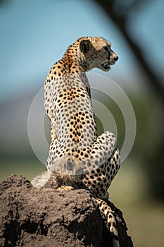 Cub sits on termite mound behind cheetah