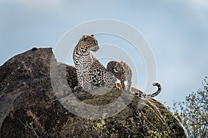 Cub stands staring at leopard on rock