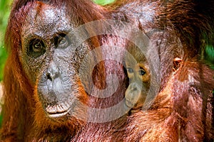 Cub sucking milk from orangutan mom.