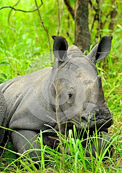 Cub white rhino