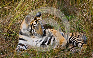 The cub wild tiger lying on the grass. India. Bandhavgarh National Park. Madhya Pradesh.