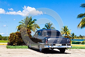 Cuba american Oldtimer parking under palms