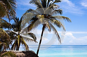 Cuba beach with palms and blue sky